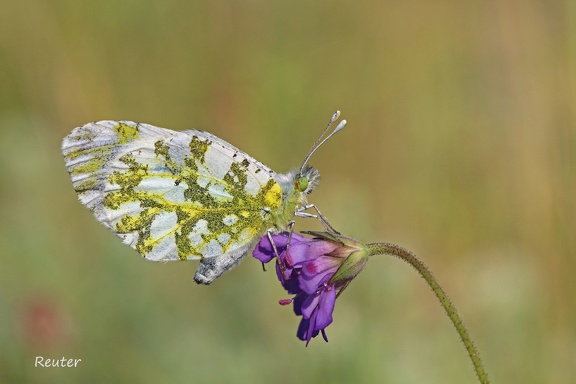 Östlicher Gesprenkelter Weißling (Euchloe ausonia)